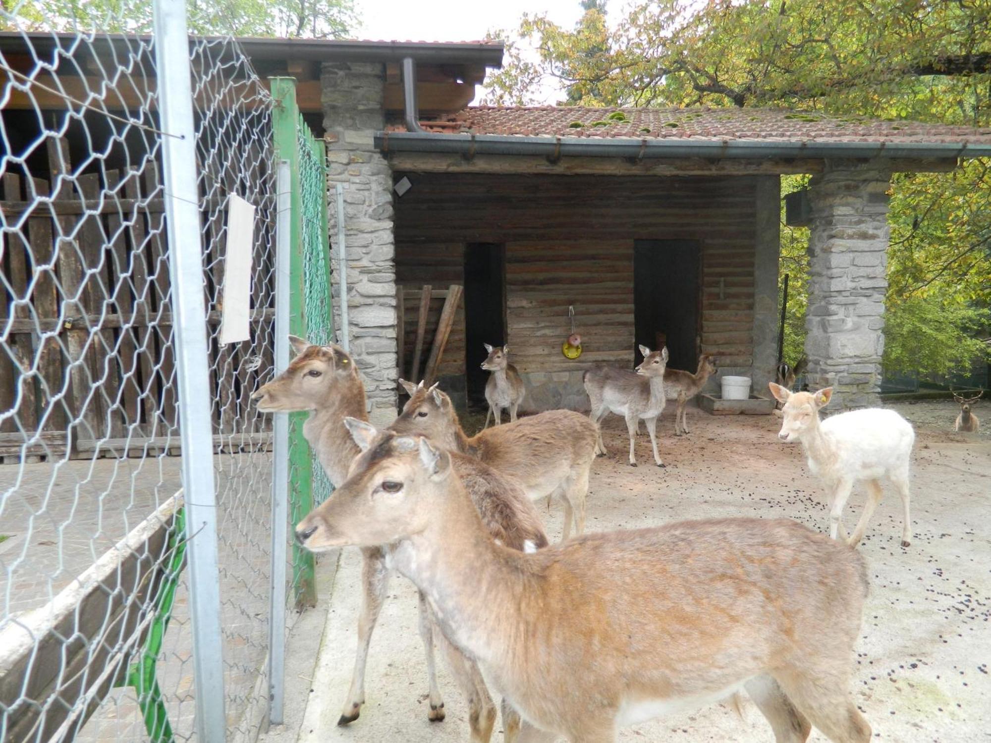 Lago Maggiore Holiday House, Lake View, Vignone Dumenza Ngoại thất bức ảnh